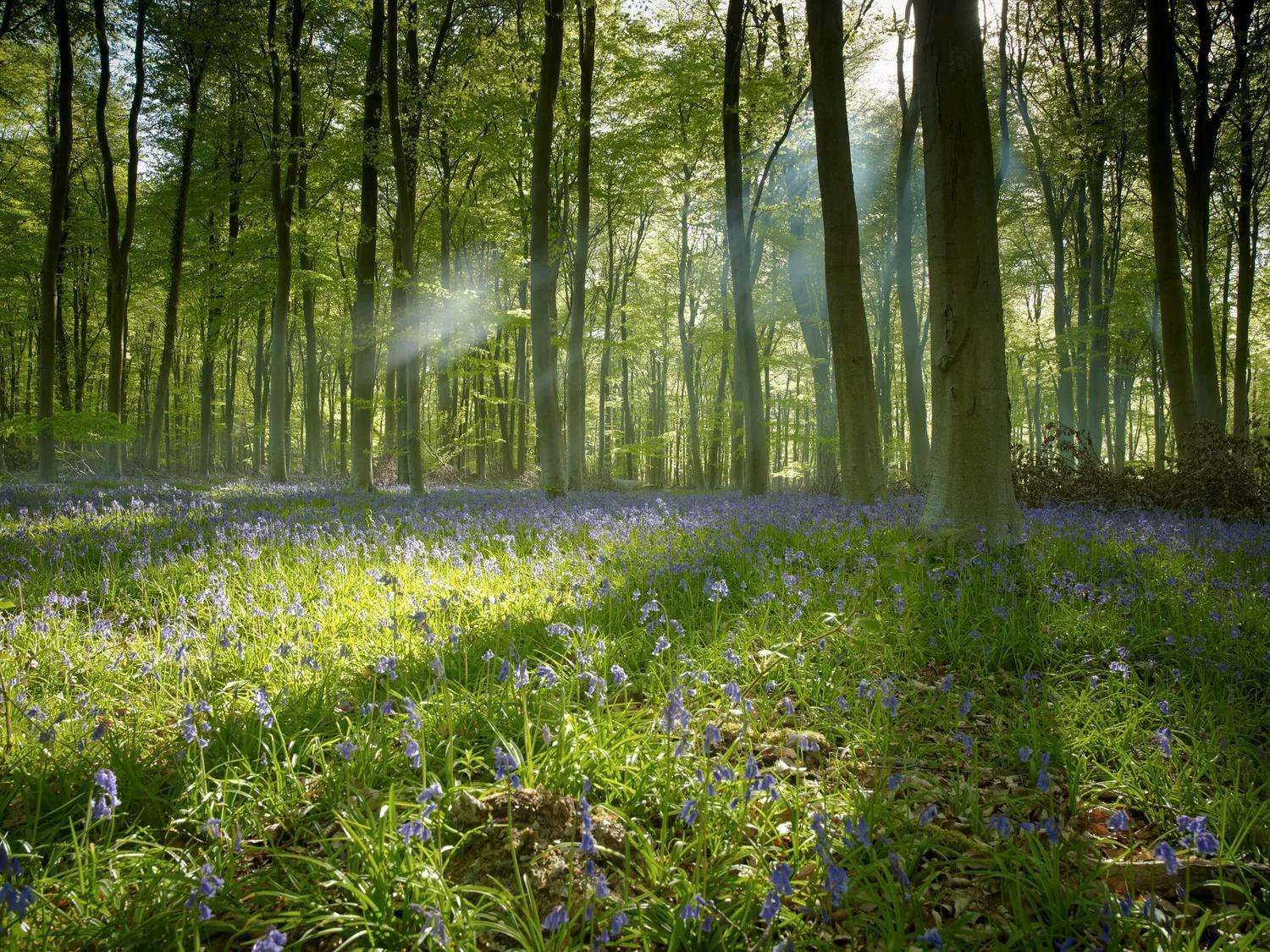 Blackwood Forest Cabins - Forest Holidays Popham Eksteriør bilde