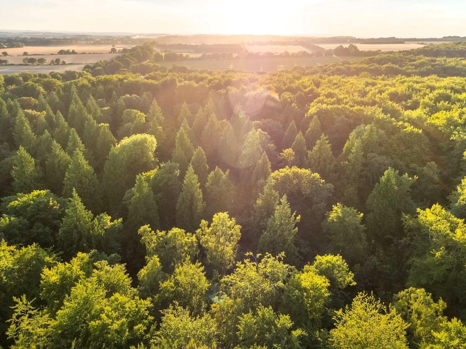 Blackwood Forest Cabins - Forest Holidays Popham Eksteriør bilde