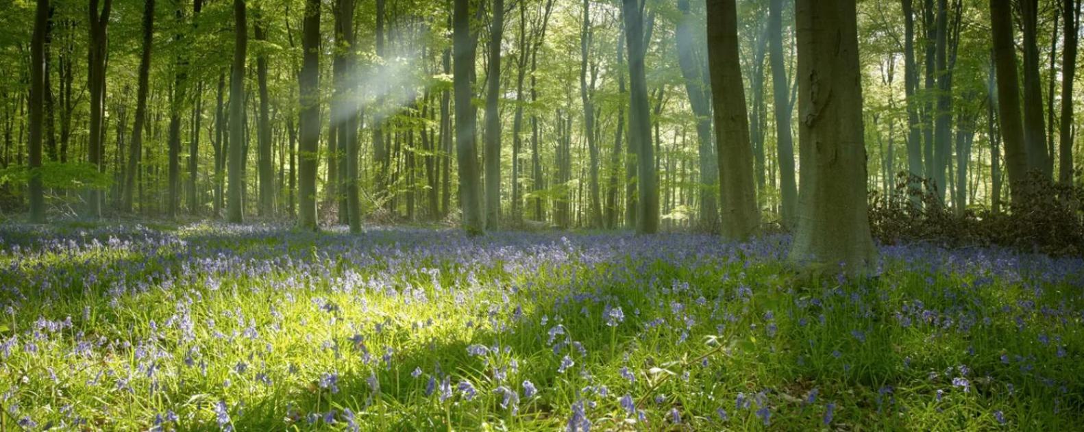 Blackwood Forest Cabins - Forest Holidays Popham Eksteriør bilde
